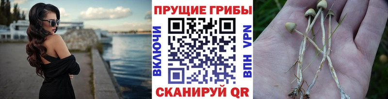 omg ТОР  Сердобск  Псилоцибиновые грибы прущие грибы 